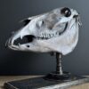 Paardenschedel Medisch Artefact Paardenschedel Medisch Artefact