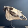 Paardenschedel Medisch Artefact