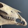 Paardenschedel Medisch Artefact