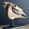 Paardenschedel Medisch Artefact