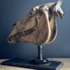 Paardenschedel Medisch Artefact