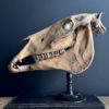 Paardenschedel Medisch Artefact