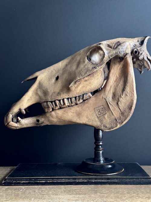 Paardenschedel Medisch Artefact