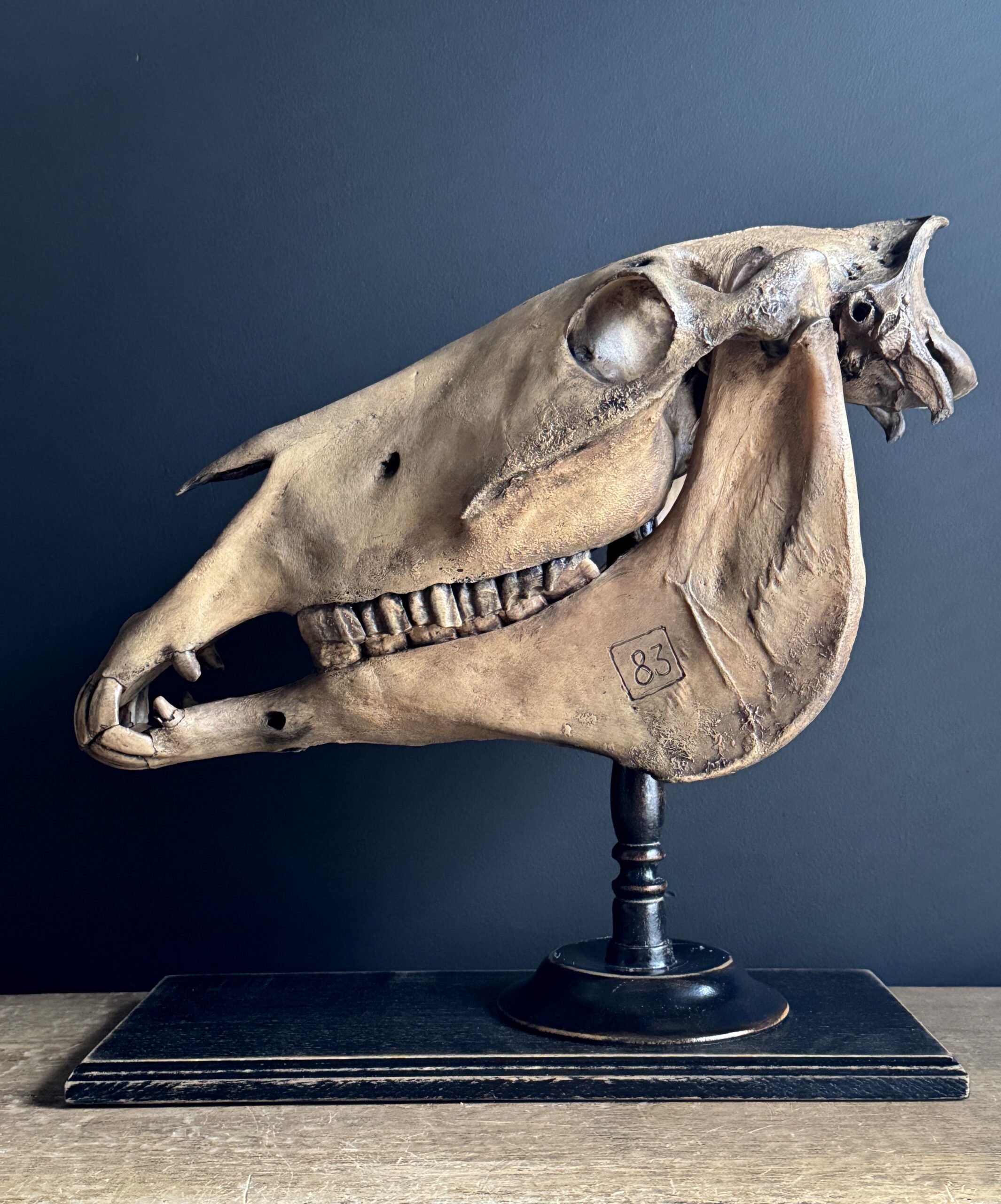 Paardenschedel Medisch Artefact