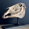 Paardenschedel Medisch Artefact