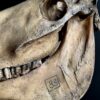 Paardenschedel Medisch Artefact