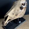 Paardenschedel Medisch Artefact