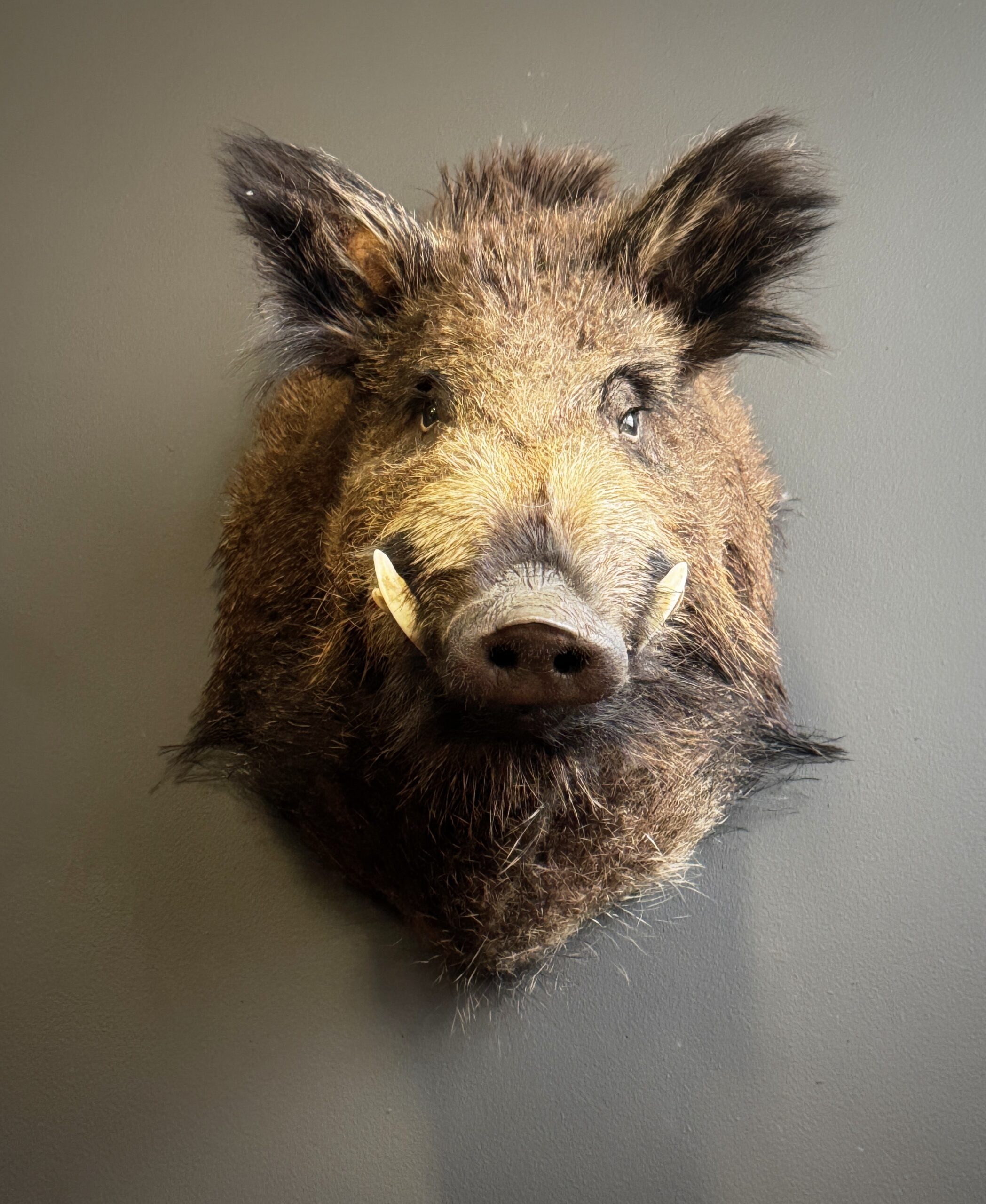 Opgezette kop van een wild zwijn Opgezette kop van een wild zwijn