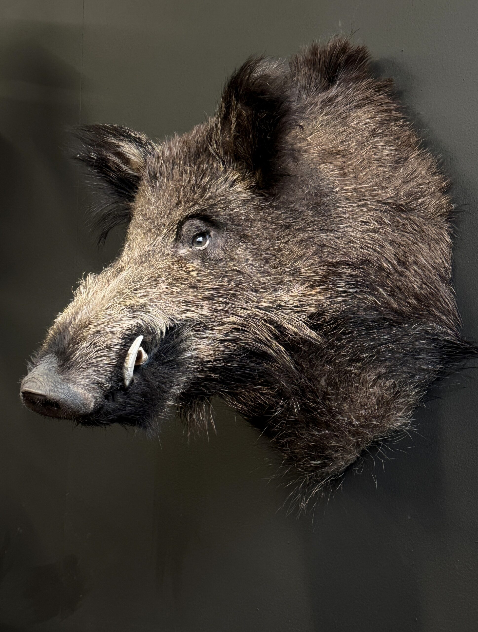 Opgezette kop van een wild zwijn