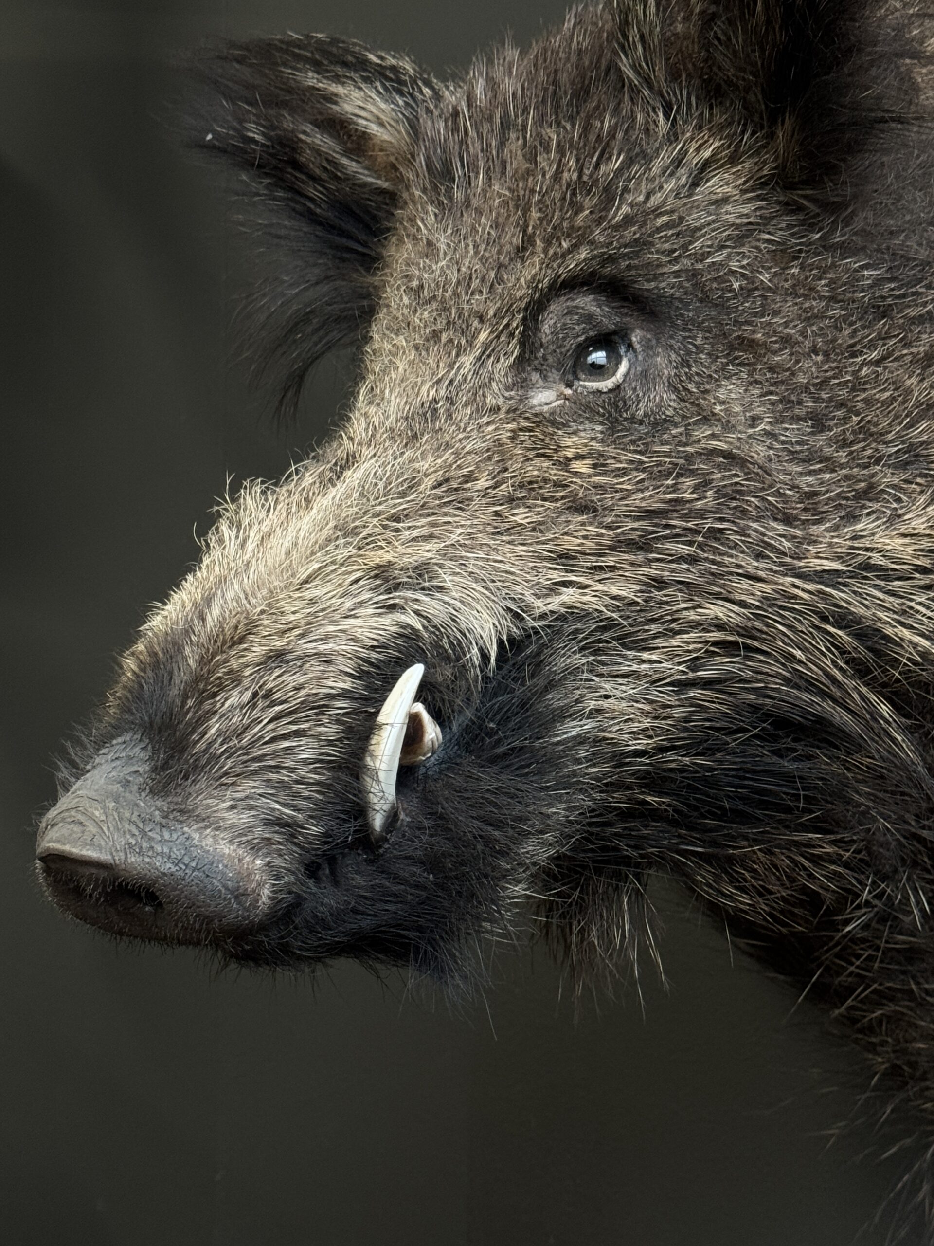 Opgezette kop van een wild zwijn Opgezette kop van een wild zwijn