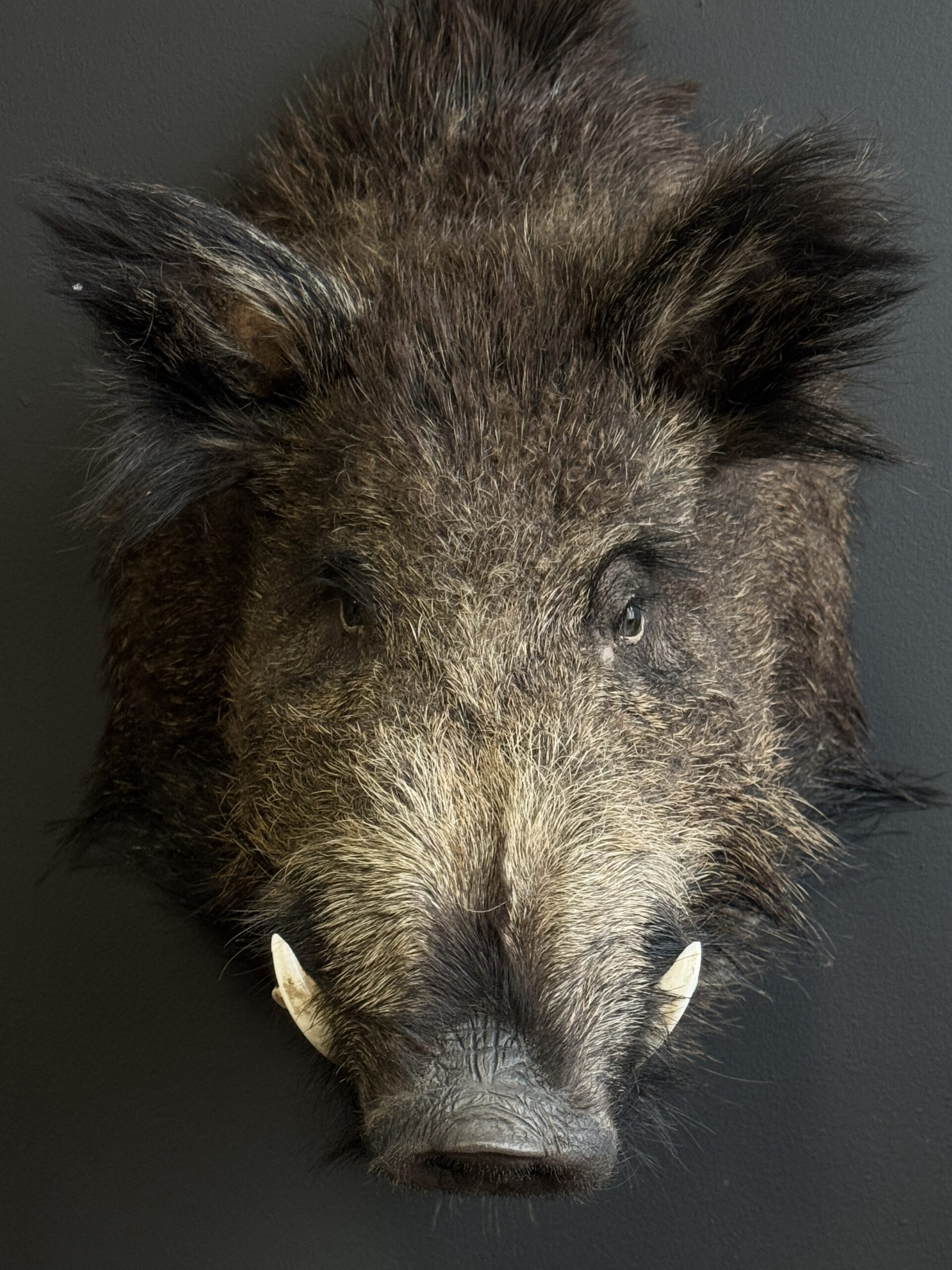 Opgezette kop van een wild zwijn Opgezette kop van een wild zwijn