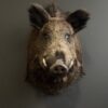 Ausgestopfter Kopf eines Wildschweins