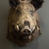 Ausgestopfter Kopf eines Wildschweins
