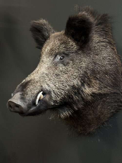 Opgezette kop van een wild zwijn