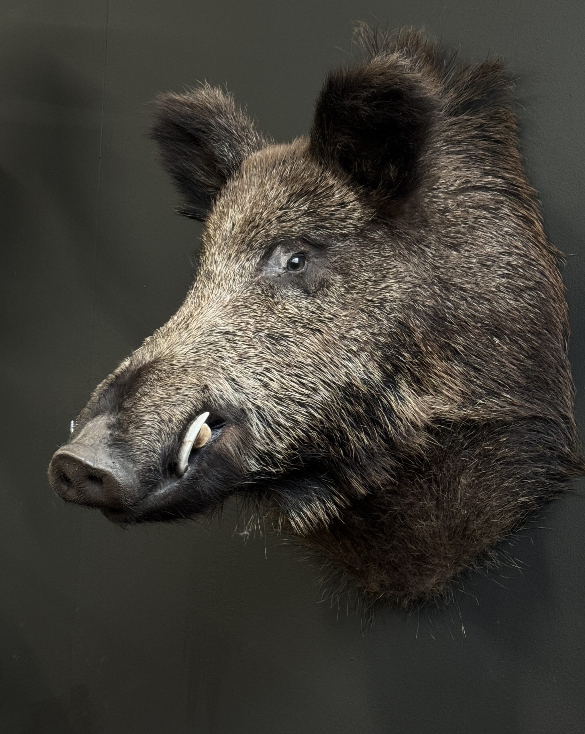 Opgezette kop van een wild zwijn
