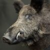 Ausgestopfter Kopf eines Wildschweins