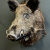 Ausgestopfter Kopf eines Wildschweins