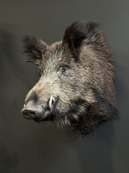 Opgezette kop van een wild zwijn