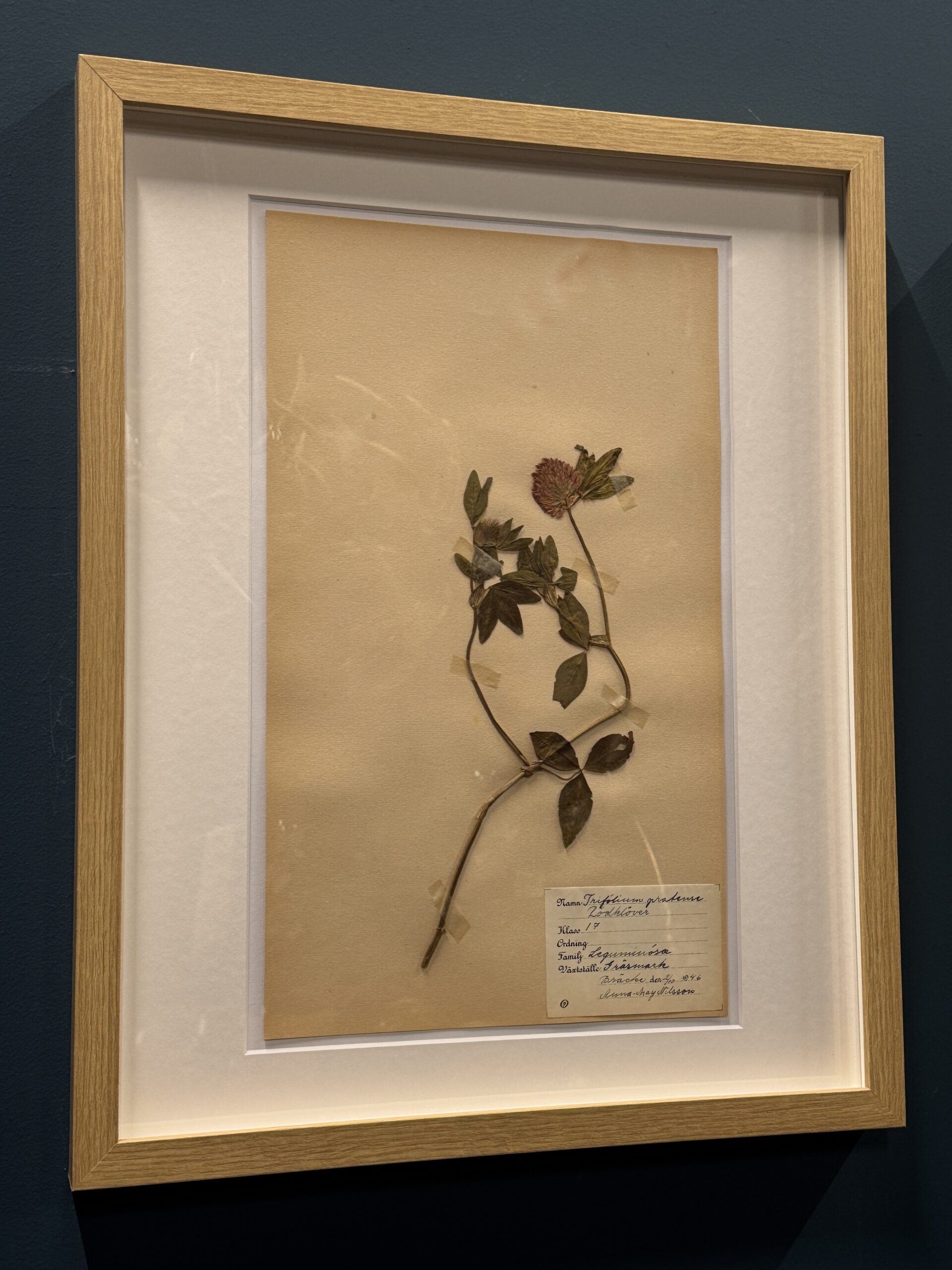Ingelijst Zweeds herbarium