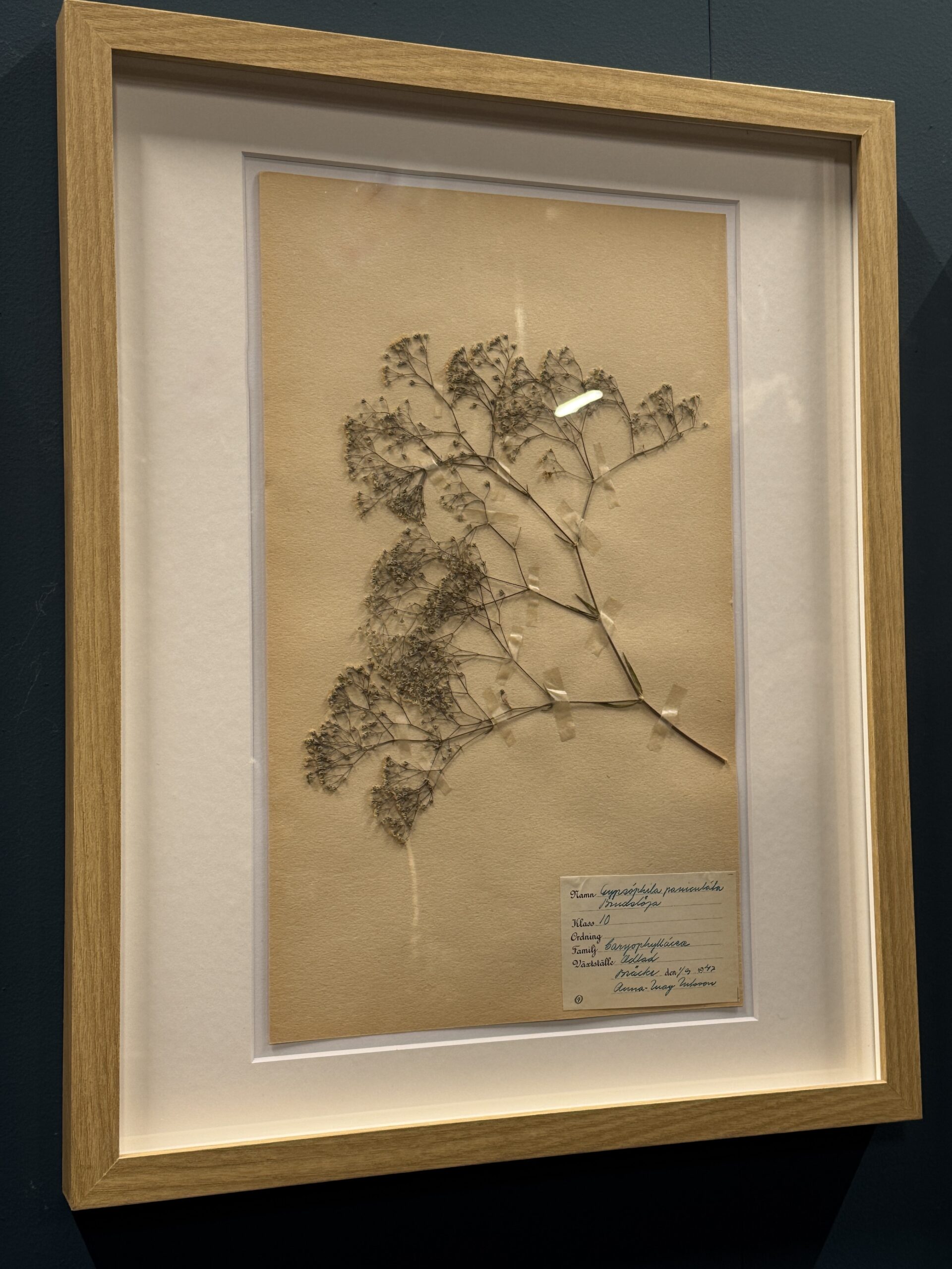 Ingelijst Zweeds herbarium