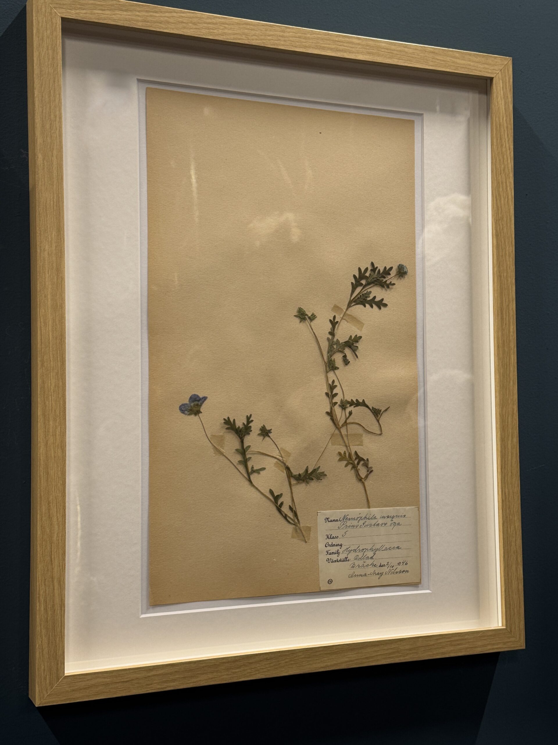 Ingelijst Zweeds herbarium