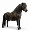 Opgezette pony