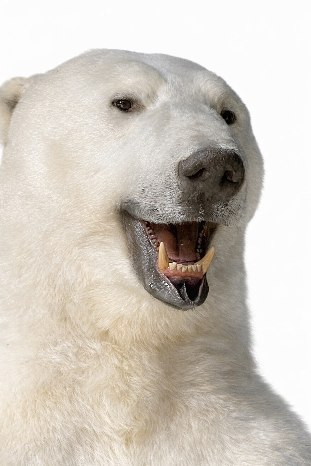 Opgezette ijsbeer Opgezette ijsbeer