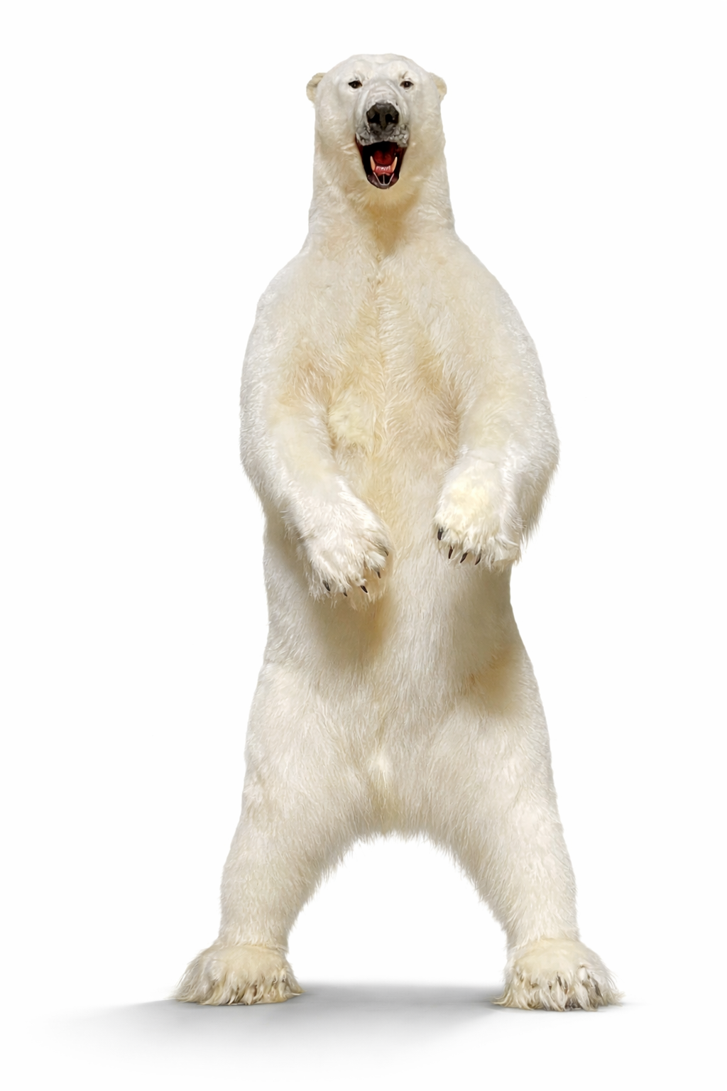 Opgezette ijsbeer Opgezette ijsbeer