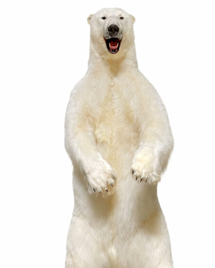 grote opgezette ijsbeer123