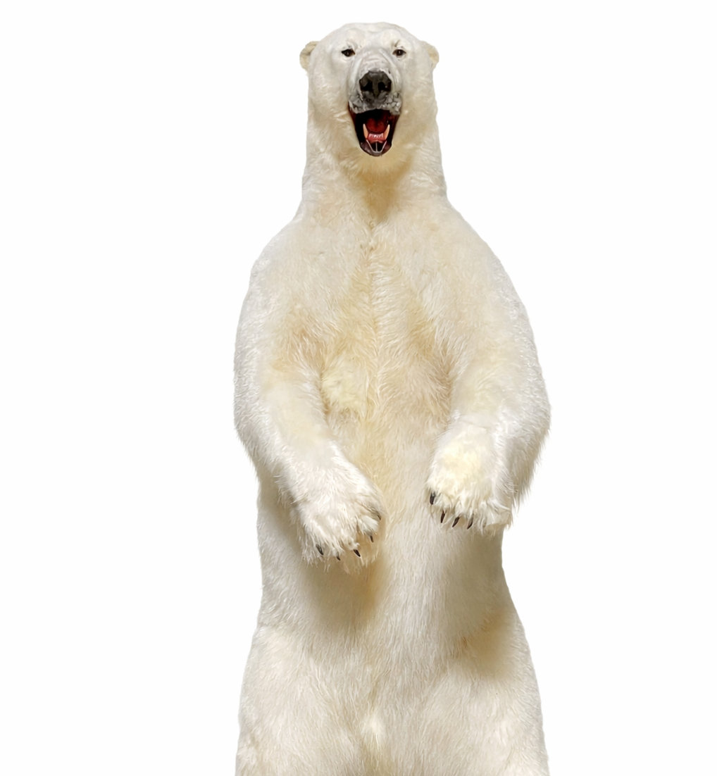 Opgezette ijsbeer Opgezette ijsbeer