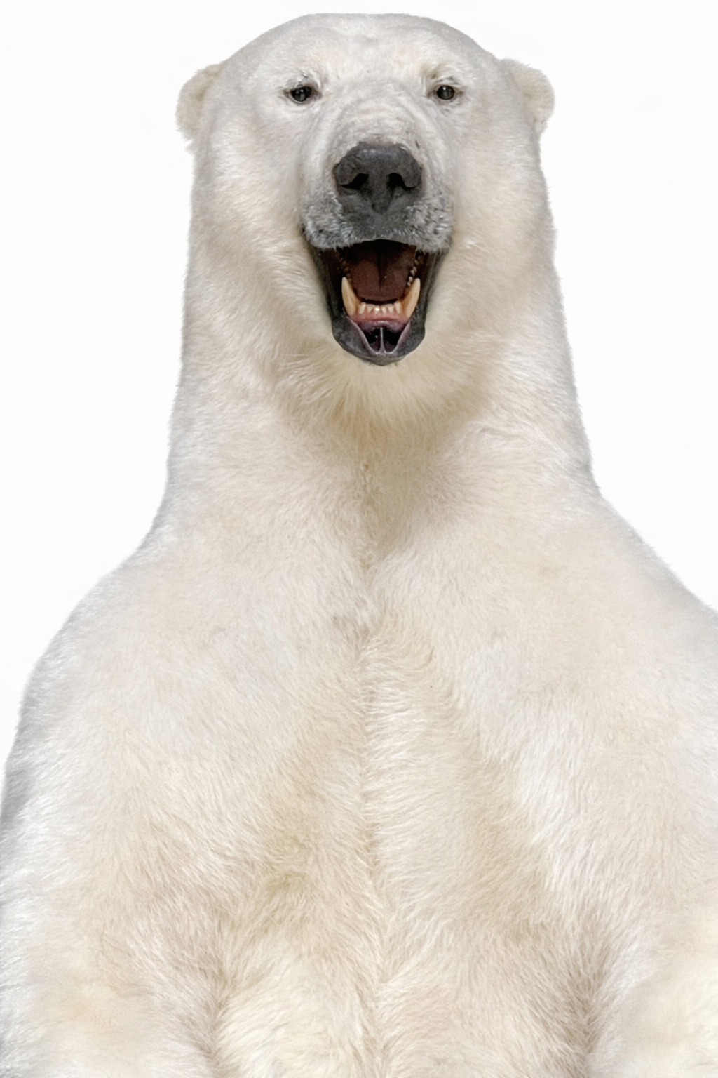 Opgezette ijsbeer Opgezette ijsbeer