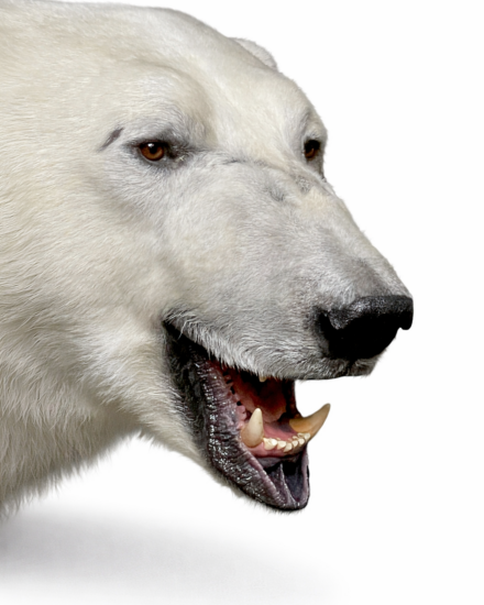 opgezette ijsbeer detail opgezette ijsbeer detail