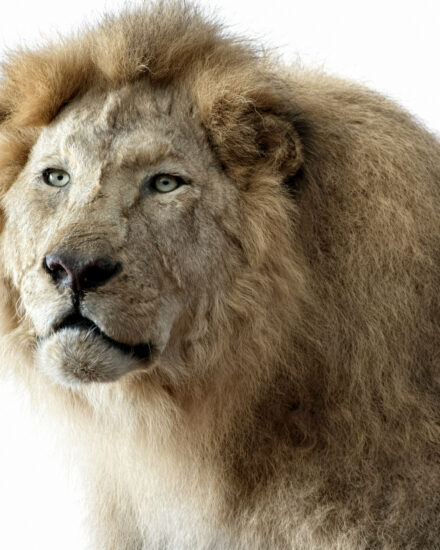 opgezette leeuw detail