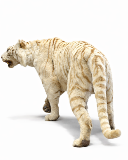 opgezette witte tijger