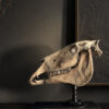 Paardenschedel Medisch Artefact
