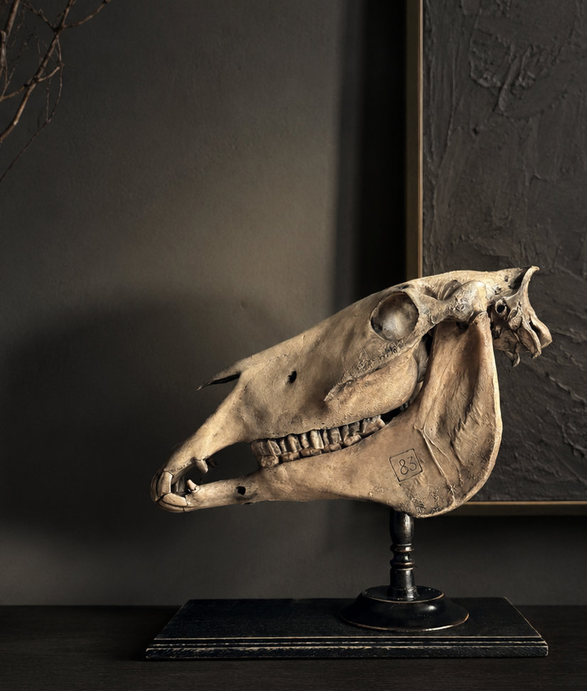 Paardenschedel Medisch Artefact Paardenschedel Medisch Artefact