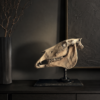 Paardenschedel Medisch Artefact
