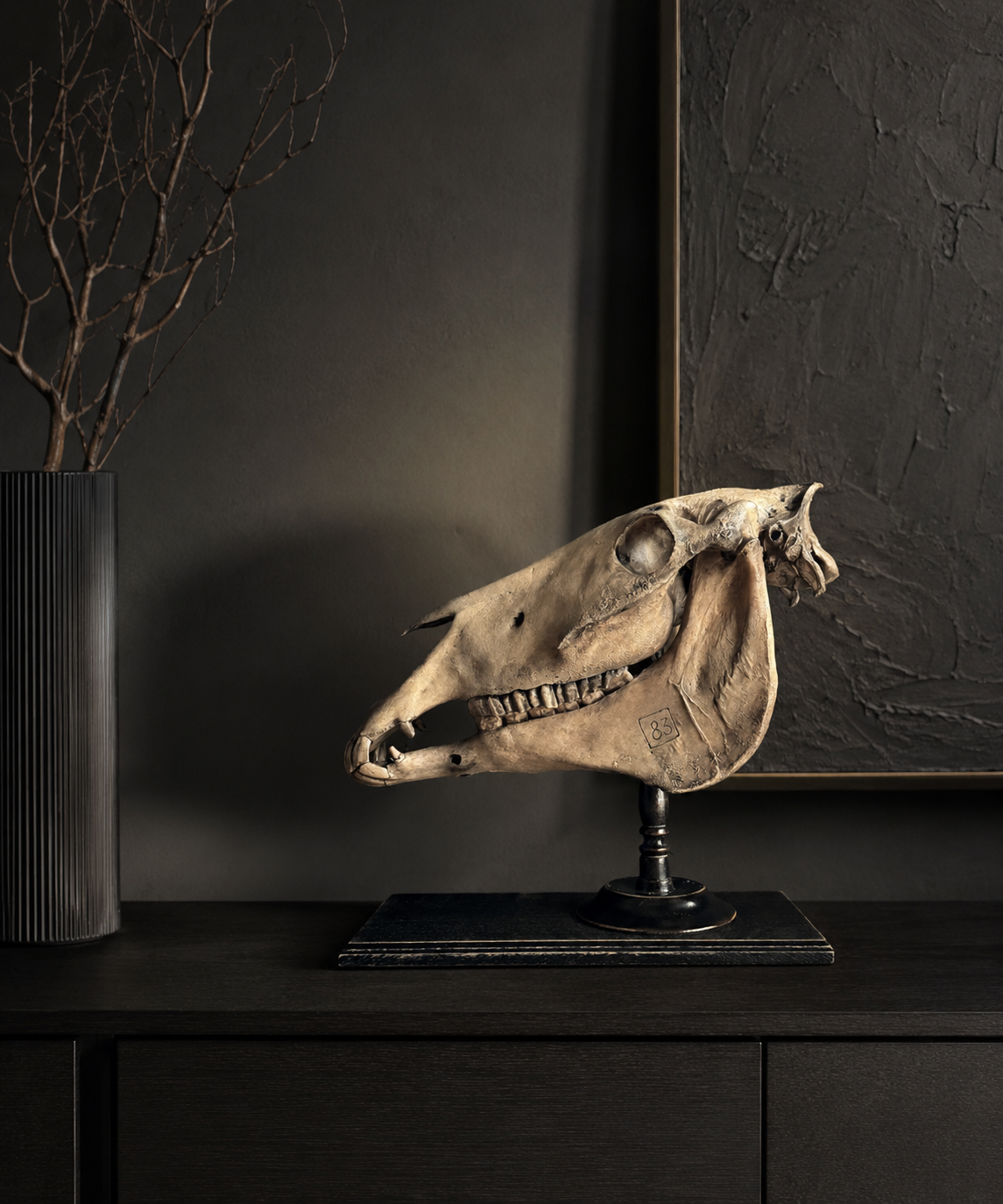 Paardenschedel Medisch Artefact