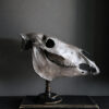 Paardenschedel Medisch Artefact Paardenschedel Medisch Artefact