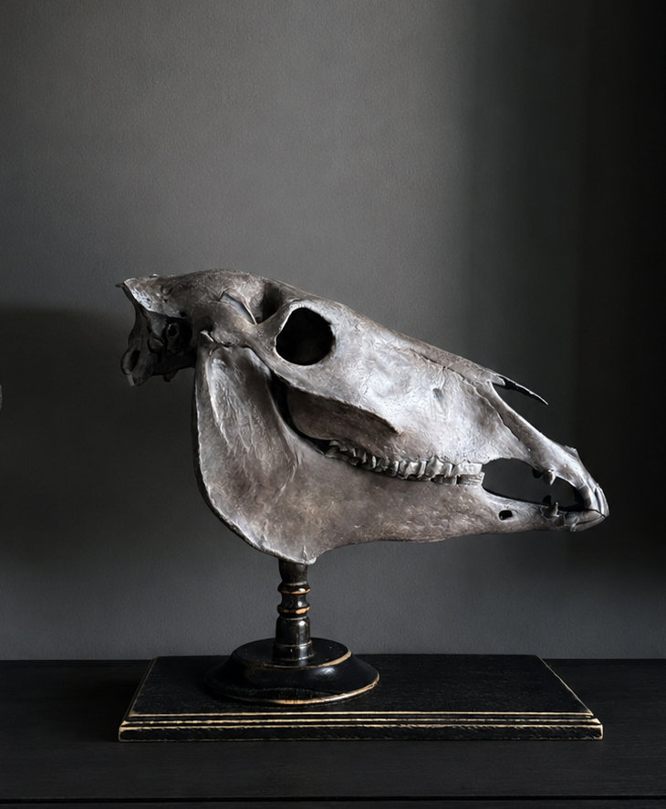 Paardenschedel Medisch Artefact Paardenschedel Medisch Artefact