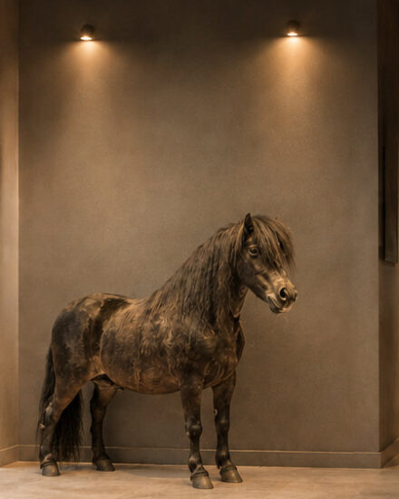 pony in interieur2-001