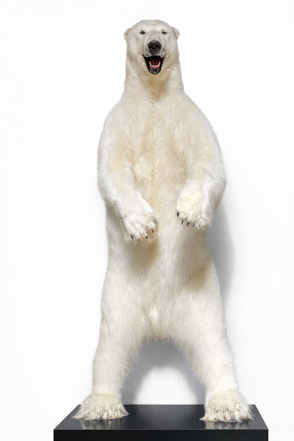 Opgezette ijsbeer Opgezette ijsbeer