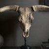 Bull skull Medical artefact