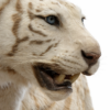 Opgezette witte tijger Opgezette witte tijger