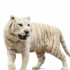Opgezette witte tijger Opgezette witte tijger