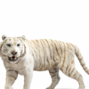 Opgezette witte tijger Opgezette witte tijger