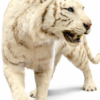 Opgezette witte tijger Opgezette witte tijger