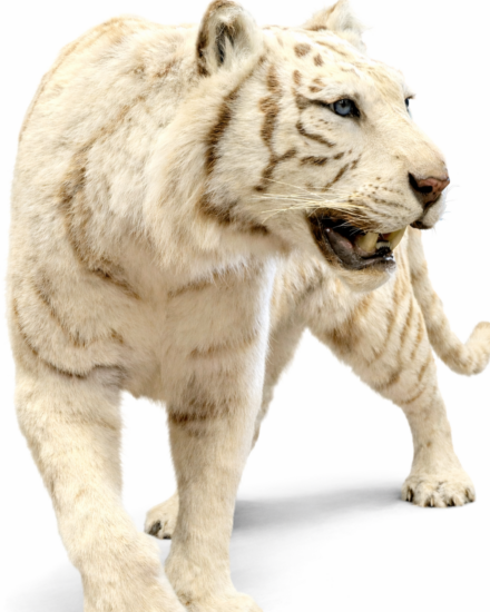 witte tijger opgezet