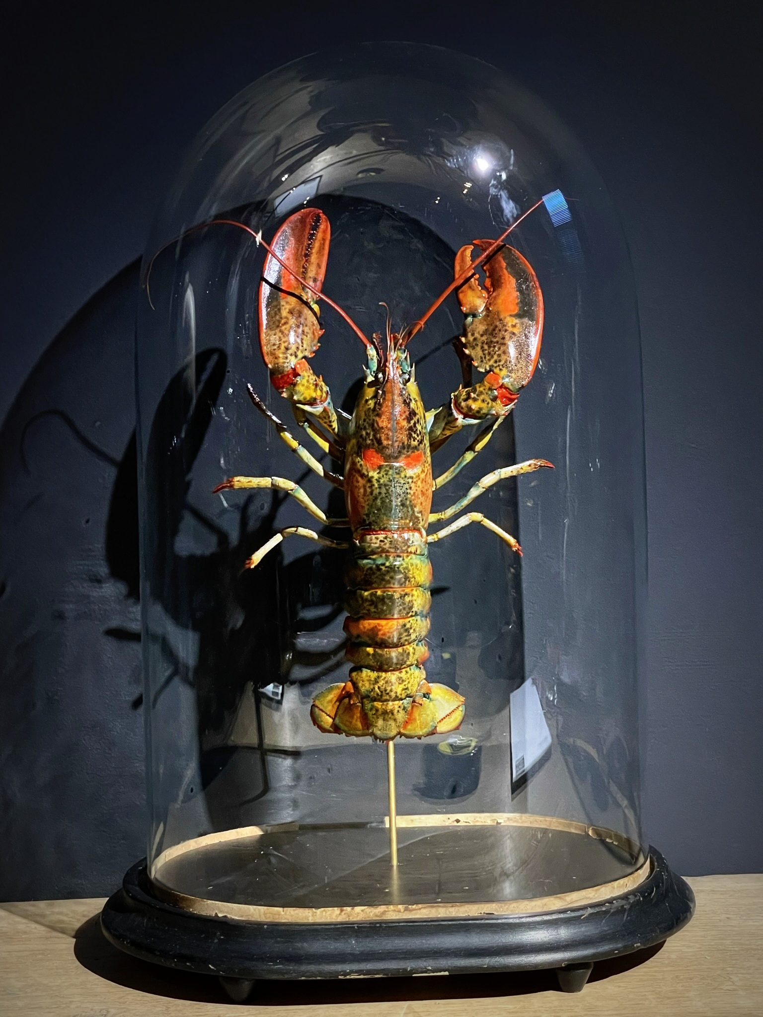 Opgezette kreeft Opgezette kreeft