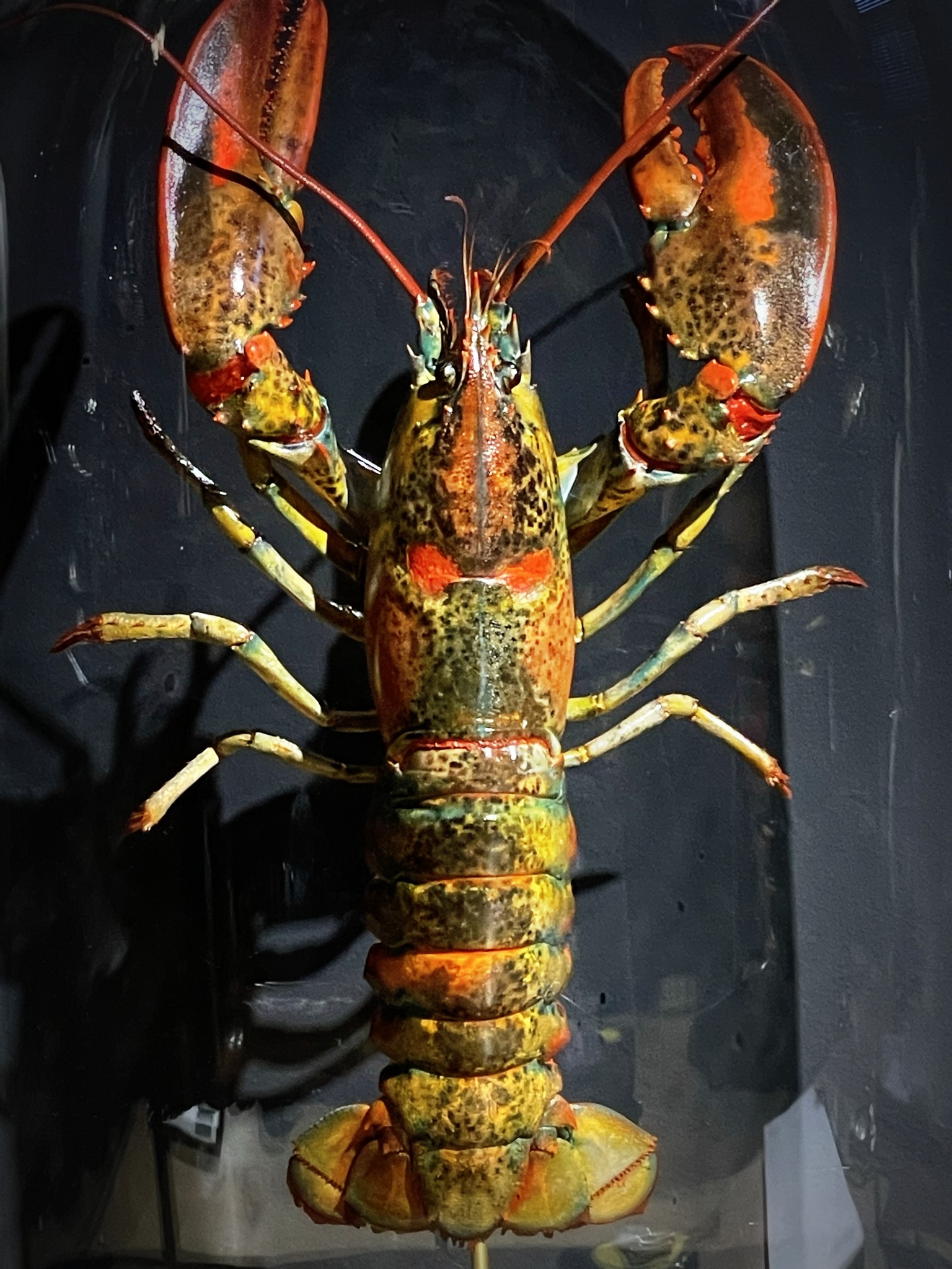 Opgezette kreeft Opgezette kreeft